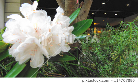 White flowers in full bloom complement the green scenery 114707896