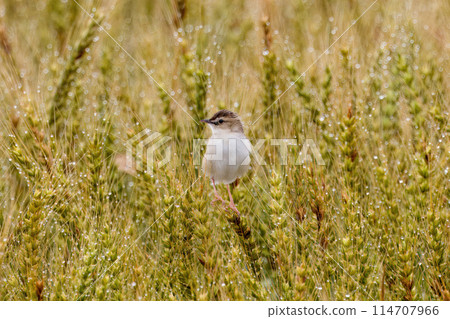 Zitting cisticola perching on wheat ears Zitting cisticola perching on wheat ears 114707966