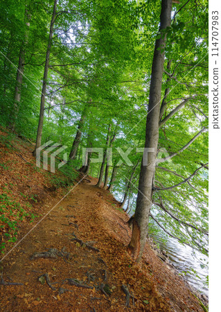 forest trail in natural park of vihorlat mountains, slovakia. beautiful summer nature background 114707983