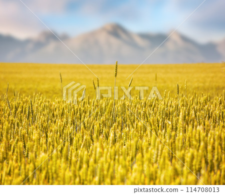 wheat field in slovakia on a sunny day. rural landscape in early summer. high tatra mountain ridge blurred in the distance. composite image wheat field in slovakia on a sunny day. rural landscape in early summer. high tatra mountain ridge blurred in the distance. composite image 114708013