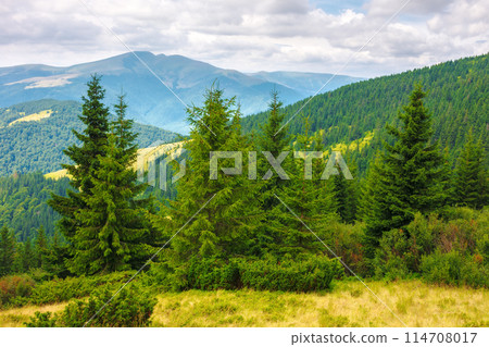 spruce forest on the grassy meadow. green summer landscape in carpathian mountains of ukraine. cloudy weather with overcast sky above the distant ridge spruce forest on the grassy meadow. green summer landscape in carpathian mountains of ukraine. cloudy weather with overcast sky above the distant ridge 114708017