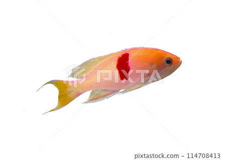 Red-banded anthias on white background Red-banded anthias on white background 114708413