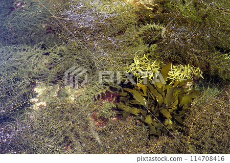 海藻 海邊海藻 114708416