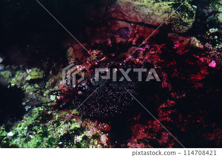 Sea slug that exudes purple juice Sea slug Smokescreen 114708421