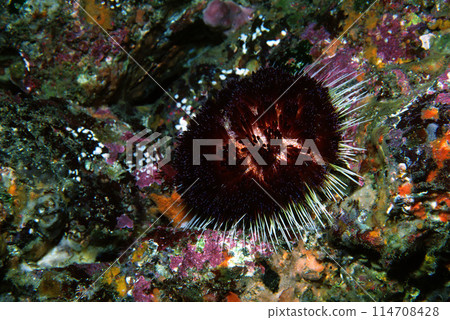 Iijima Owl Sea Urchin Underwater Photo 114708428