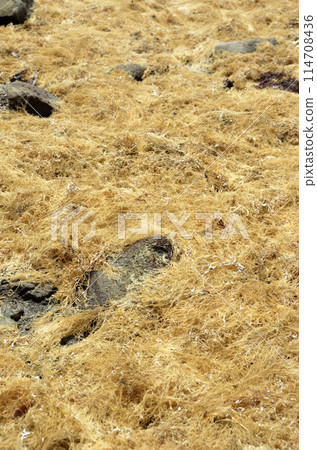 脫色的紫菜Tengusa 114708436