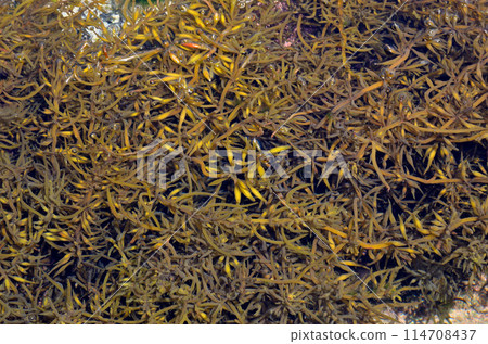 羊棲菜海藻成分 羊棲菜海藻成分 114708437