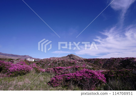A walking path on Mount Aso covered in fresh greenery and pink Miyamakirishi flowers 114708951