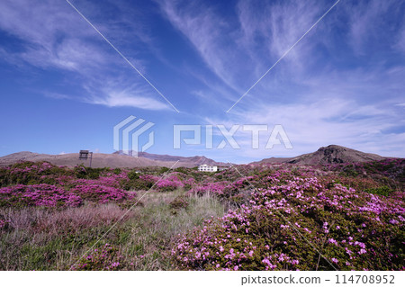 A walking path on Mount Aso covered in fresh greenery and pink Miyamakirishi flowers A walking path on Mount Aso covered in fresh greenery and pink Miyamakirishi flowers 114708952