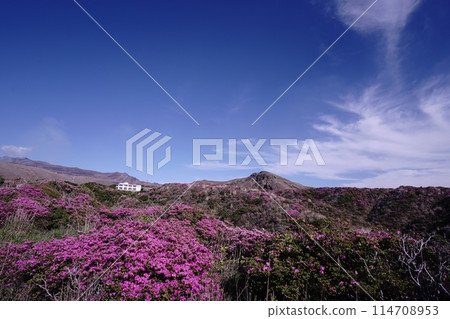 A walking path on Mount Aso covered in fresh greenery and pink Miyamakirishi flowers A walking path on Mount Aso covered in fresh greenery and pink Miyamakirishi flowers 114708953