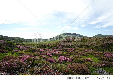 A walking path on Mount Aso covered in fresh greenery and pink Miyamakirishi flowers A walking path on Mount Aso covered in fresh greenery and pink Miyamakirishi flowers 114708954