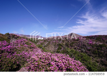 A walking path on Mount Aso covered in fresh greenery and pink Miyamakirishi flowers 114708959