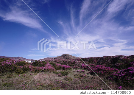 A walking path on Mount Aso covered in fresh greenery and pink Miyamakirishi flowers 114708960