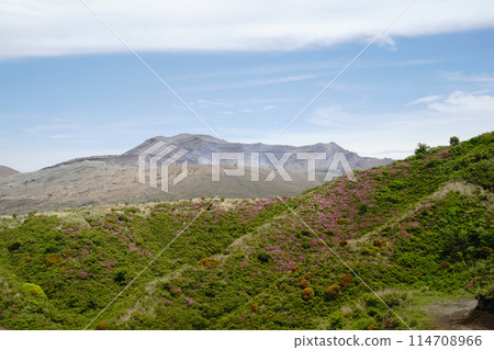 A walking path on Mount Aso covered in fresh greenery and pink Miyamakirishi flowers 114708966