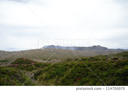 A walking path on Mount Aso covered in fresh greenery and pink Miyamakirishi flowers 114708970
