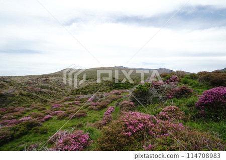 A walking path on Mount Aso covered in fresh greenery and pink Miyamakirishi flowers 114708983