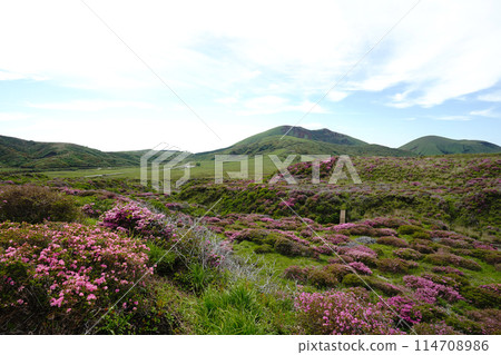 A walking path on Mount Aso covered in fresh greenery and pink Miyamakirishi flowers A walking path on Mount Aso covered in fresh greenery and pink Miyamakirishi flowers 114708986