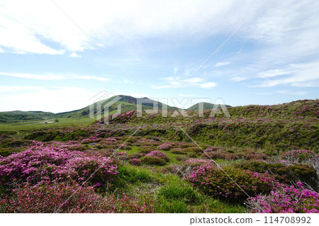A walking path on Mount Aso covered in fresh greenery and pink Miyamakirishi flowers A walking path on Mount Aso covered in fresh greenery and pink Miyamakirishi flowers 114708992