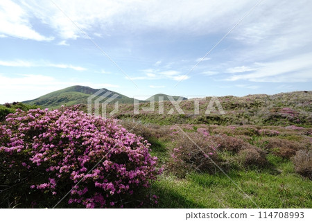 A walking path on Mount Aso covered in fresh greenery and pink Miyamakirishi flowers A walking path on Mount Aso covered in fresh greenery and pink Miyamakirishi flowers 114708993