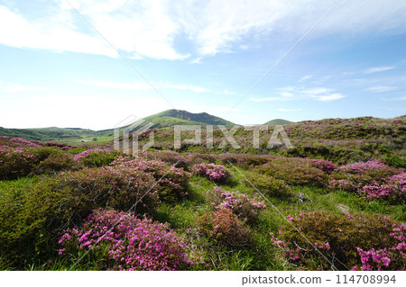 A walking path on Mount Aso covered in fresh greenery and pink Miyamakirishi flowers A walking path on Mount Aso covered in fresh greenery and pink Miyamakirishi flowers 114708994
