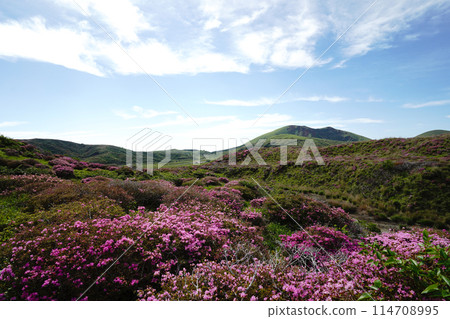 A walking path on Mount Aso covered in fresh greenery and pink Miyamakirishi flowers 114708995