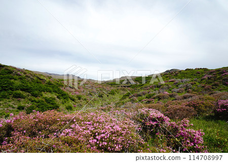 A walking path on Mount Aso covered in fresh greenery and pink Miyamakirishi flowers A walking path on Mount Aso covered in fresh greenery and pink Miyamakirishi flowers 114708997