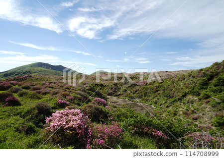 A walking path on Mount Aso covered in fresh greenery and pink Miyamakirishi flowers A walking path on Mount Aso covered in fresh greenery and pink Miyamakirishi flowers 114708999