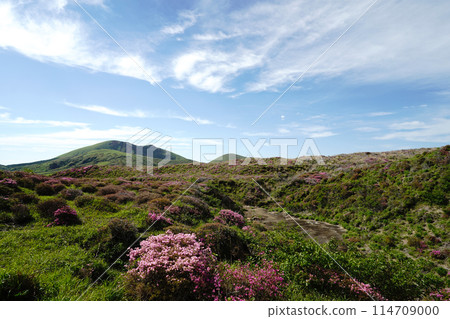 A walking path on Mount Aso covered in fresh greenery and pink Miyamakirishi flowers A walking path on Mount Aso covered in fresh greenery and pink Miyamakirishi flowers 114709000