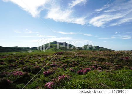 A walking path on Mount Aso covered in fresh greenery and pink Miyamakirishi flowers 114709001