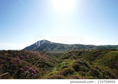 A walking path on Mount Aso covered in fresh greenery and pink Miyamakirishi flowers 114709004