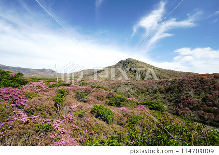 A walking path on Mount Aso covered in fresh greenery and pink Miyamakirishi flowers A walking path on Mount Aso covered in fresh greenery and pink Miyamakirishi flowers 114709009