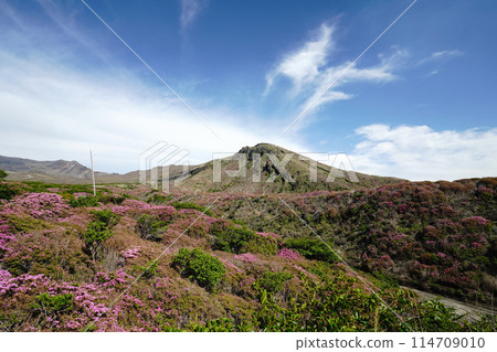 A walking path on Mount Aso covered in fresh greenery and pink Miyamakirishi flowers 114709010