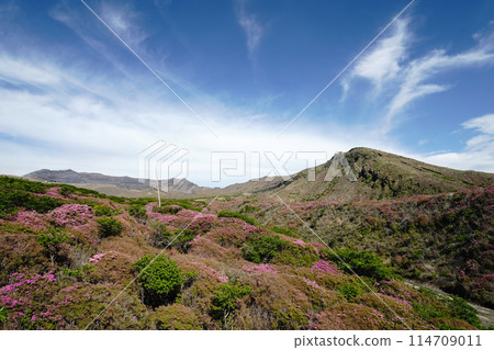 A walking path on Mount Aso covered in fresh greenery and pink Miyamakirishi flowers A walking path on Mount Aso covered in fresh greenery and pink Miyamakirishi flowers 114709011