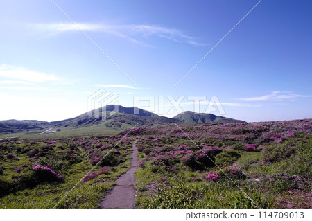 A walking path on Mount Aso covered in fresh greenery and pink Miyamakirishi flowers 114709013