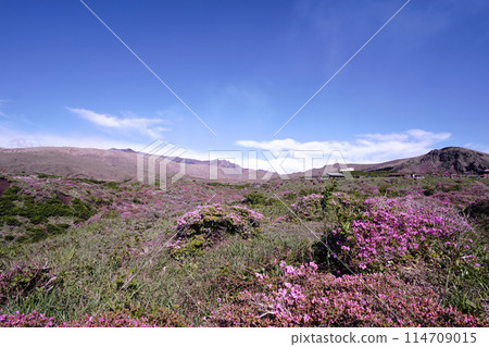 A walking path on Mount Aso covered in fresh greenery and pink Miyamakirishi flowers 114709015