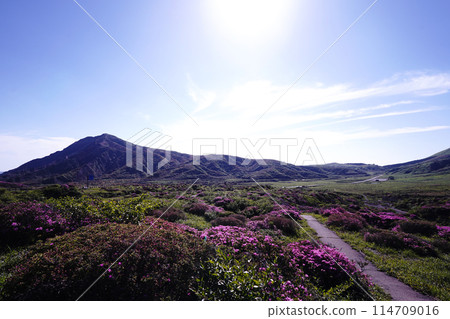 A walking path on Mount Aso covered in fresh greenery and pink Miyamakirishi flowers 114709016