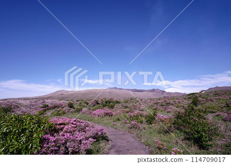 A walking path on Mount Aso covered in fresh greenery and pink Miyamakirishi flowers 114709017