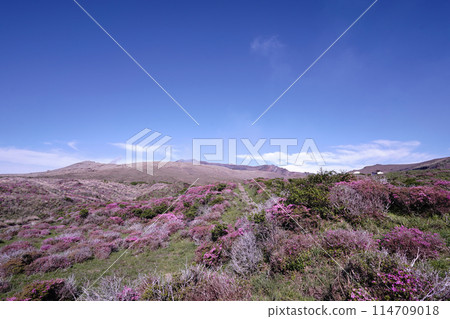 A walking path on Mount Aso covered in fresh greenery and pink Miyamakirishi flowers 114709018