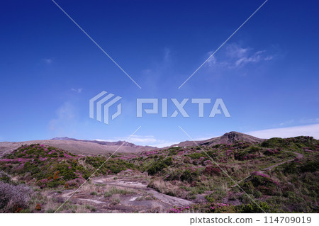 A walking path on Mount Aso covered in fresh greenery and pink Miyamakirishi flowers 114709019