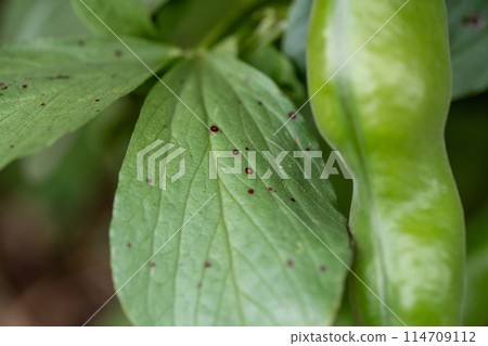 蠶豆紅斑病的症狀 114709112