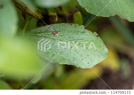 Symptoms of broad bean red spot disease Symptoms of broad bean red spot disease 114709115