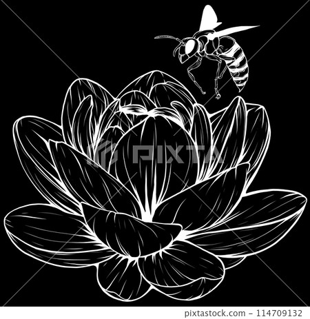 lotus lily water flower in white line on black background lotus lily water flower in white line on black background 114709132