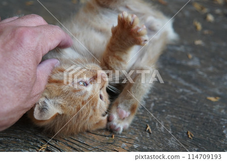 一個月大的可愛小貓 114709193