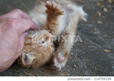 Cute one month old kitten 114709194