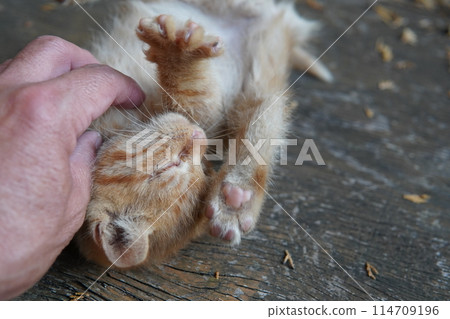 Cute one month old kitten 114709196