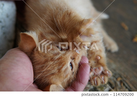 一個月大的可愛小貓 一個月大的可愛小貓 114709200