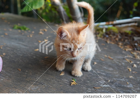 Cute one month old kitten 114709207