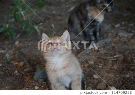 一個月大的可愛小貓 114709238