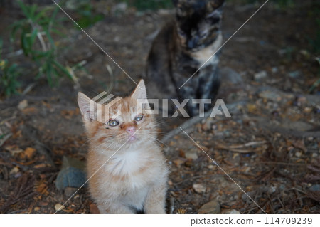一個月大的可愛小貓 114709239