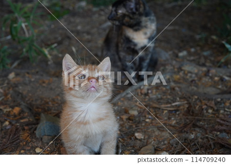 一個月大的可愛小貓 一個月大的可愛小貓 114709240